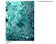 insinuator